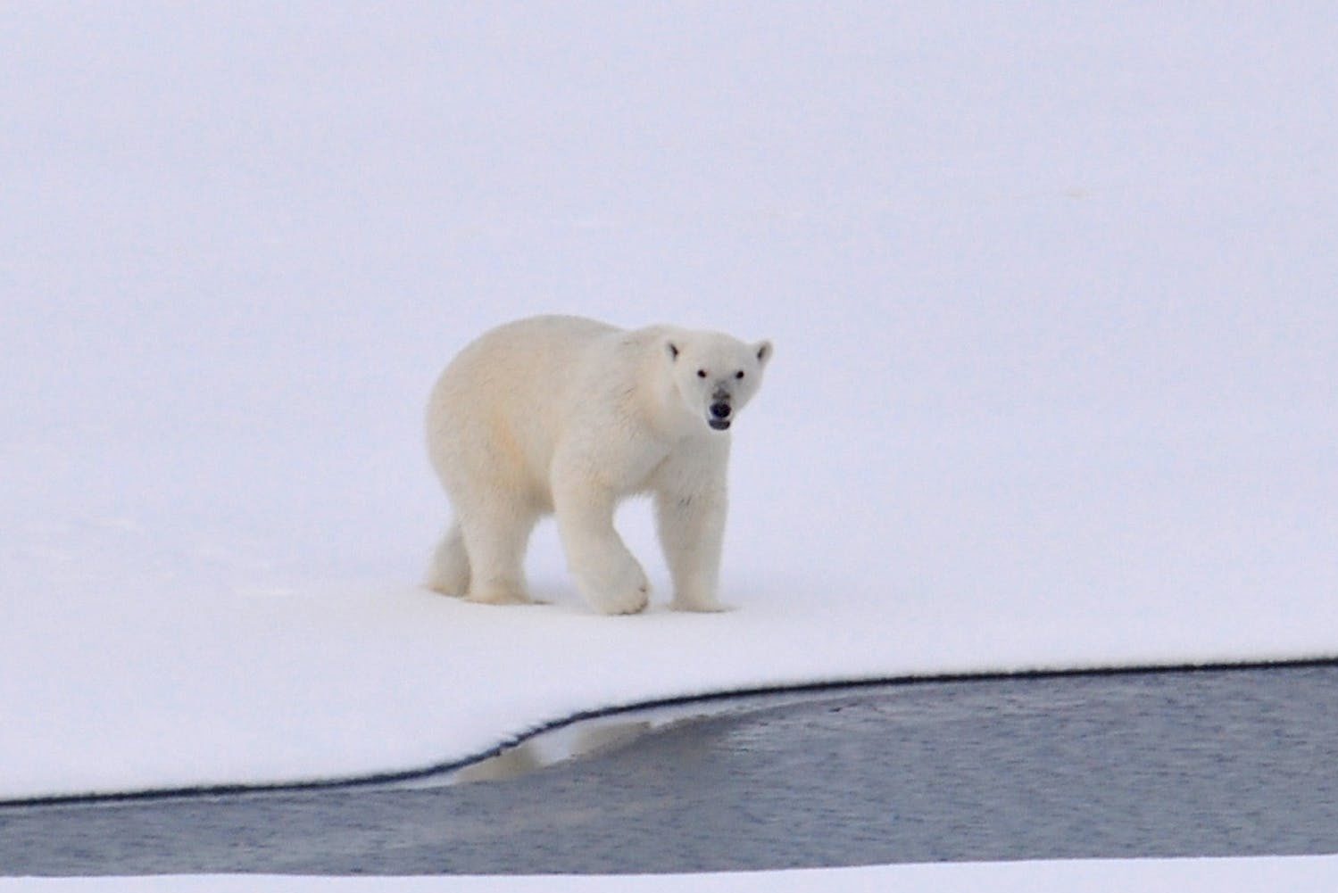 Polar bears, belugas and birds await in Churchill Manitoba
